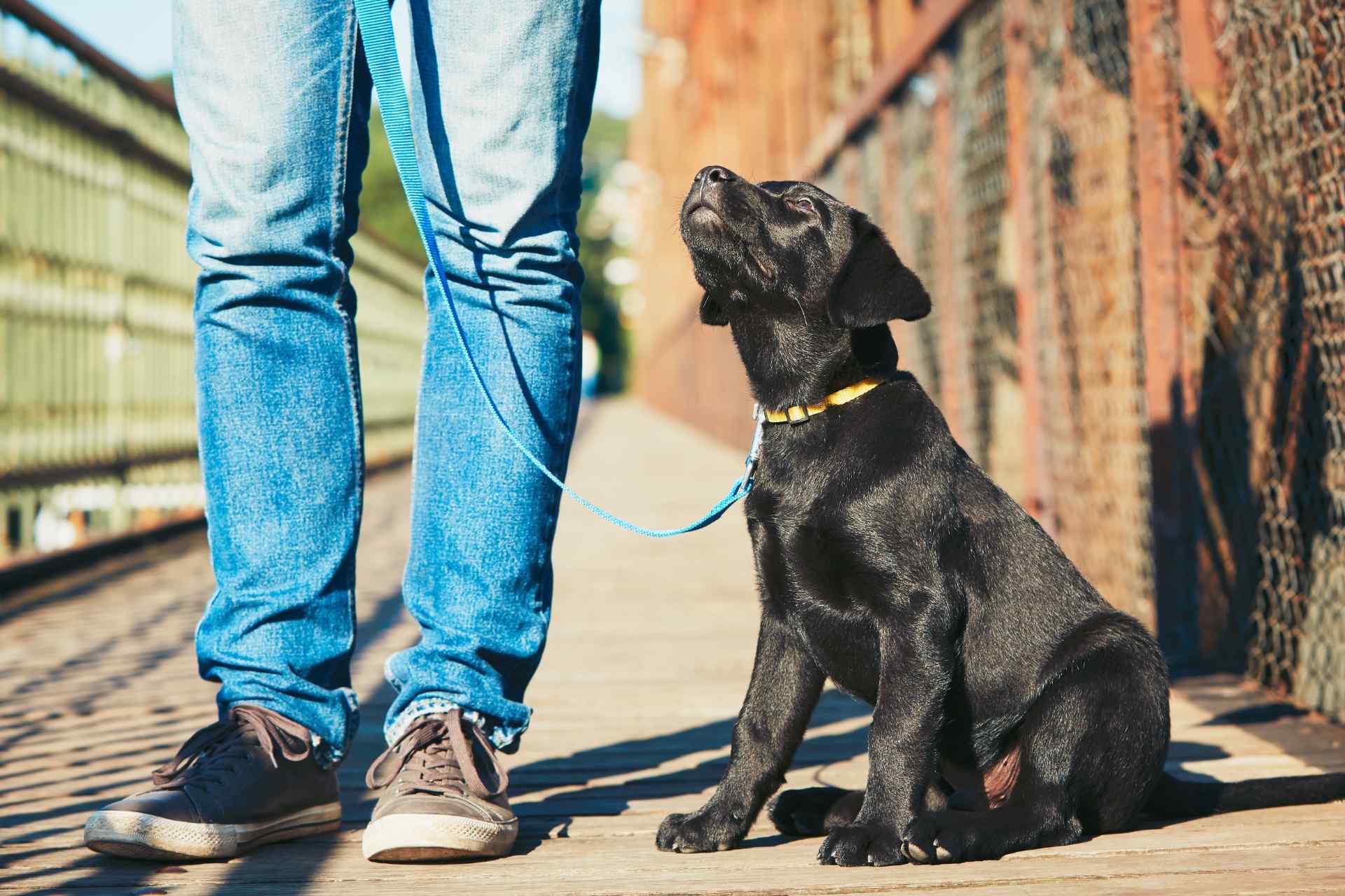 リハビリで体を整える | 京都で愛犬のケアならわんコレHOUSE