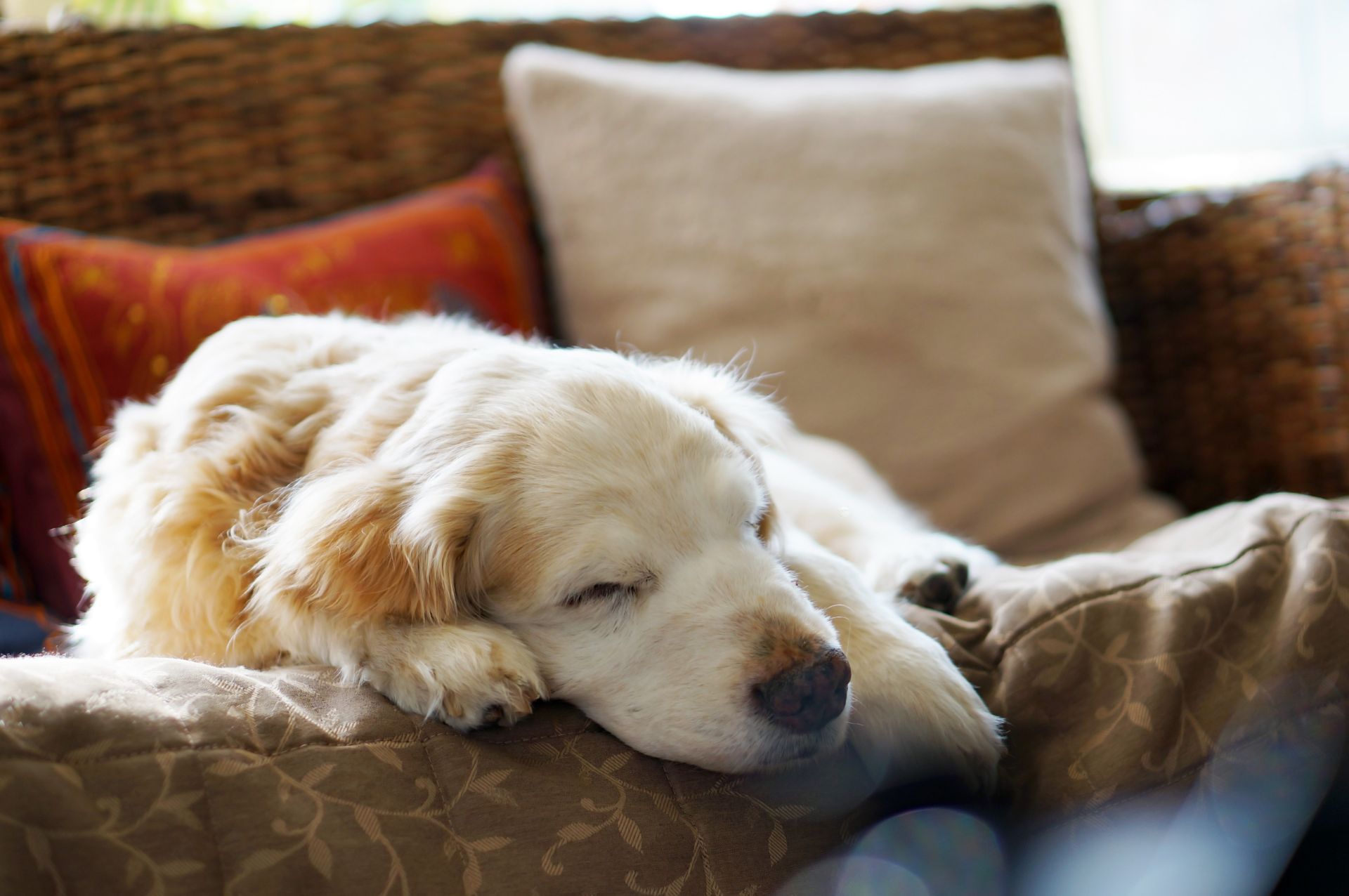 シニア犬に丁寧な対応 | 京都で愛犬のケアならわんコレHOUSE
