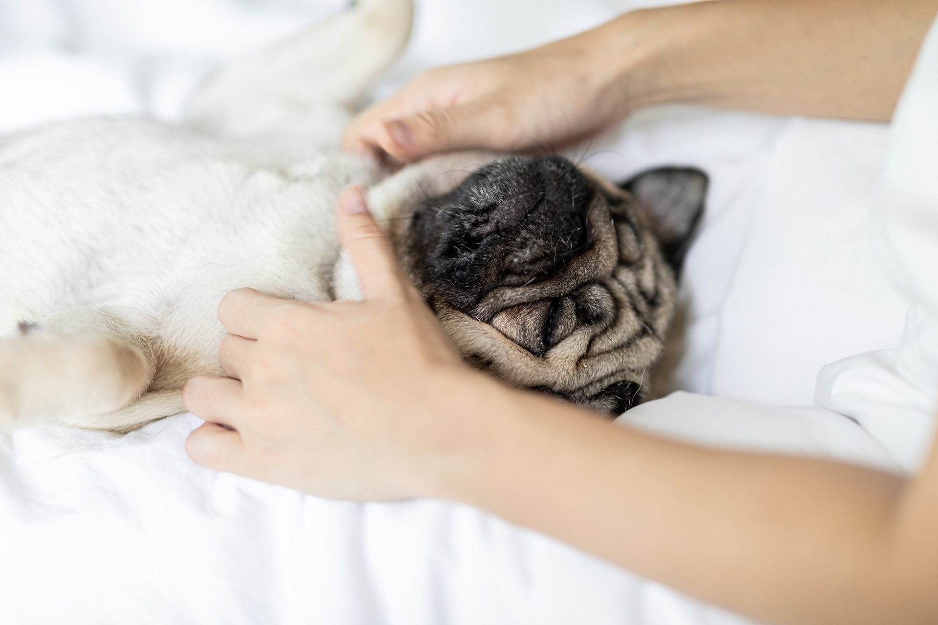 ケアで心身を整える | 京都で愛犬のケアならわんコレHOUSE