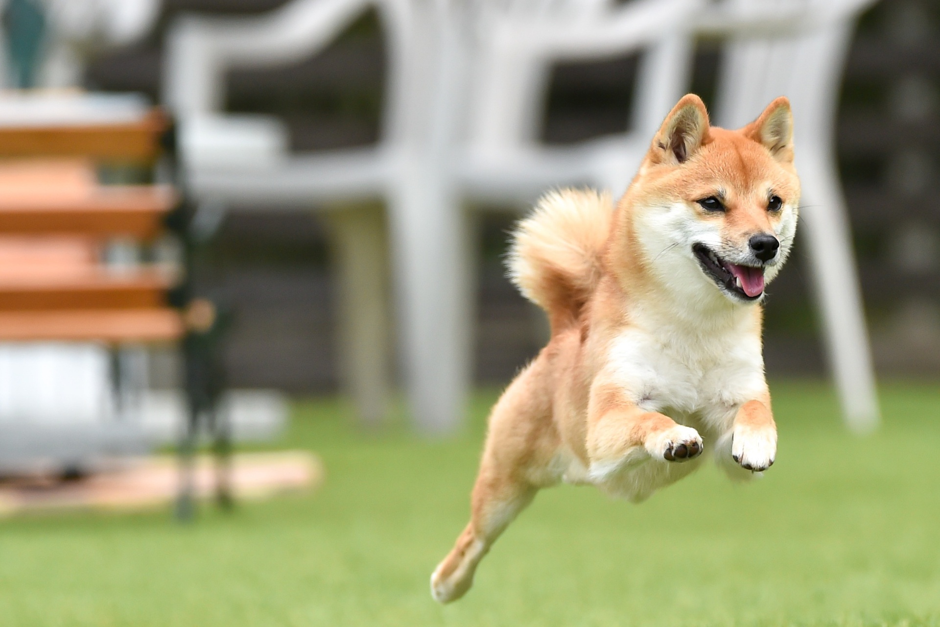 ドッグランでストレス解消 | 京都で愛犬のケアならわんコレHOUSE