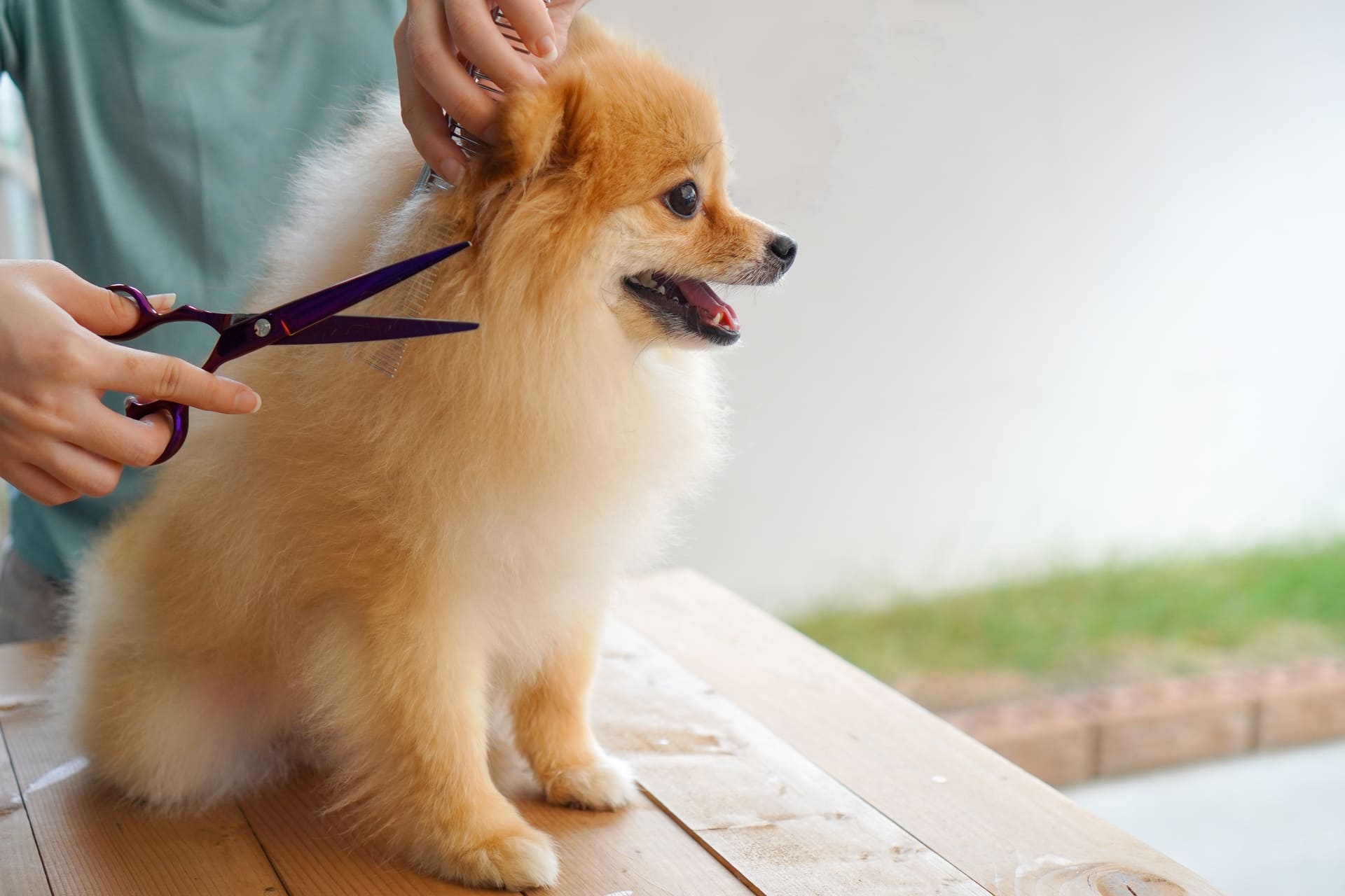 トリミングで心地よい時間 | 京都で愛犬のケアならわんコレHOUSE