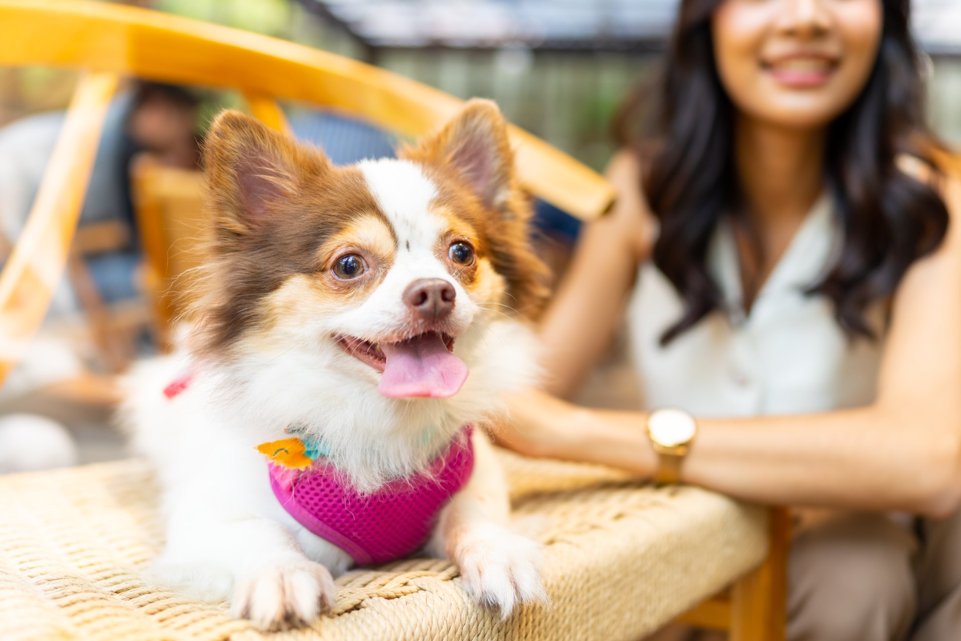 ドッグカフェで憩いの時間 | 京都で愛犬のケアならわんコレHOUSE
