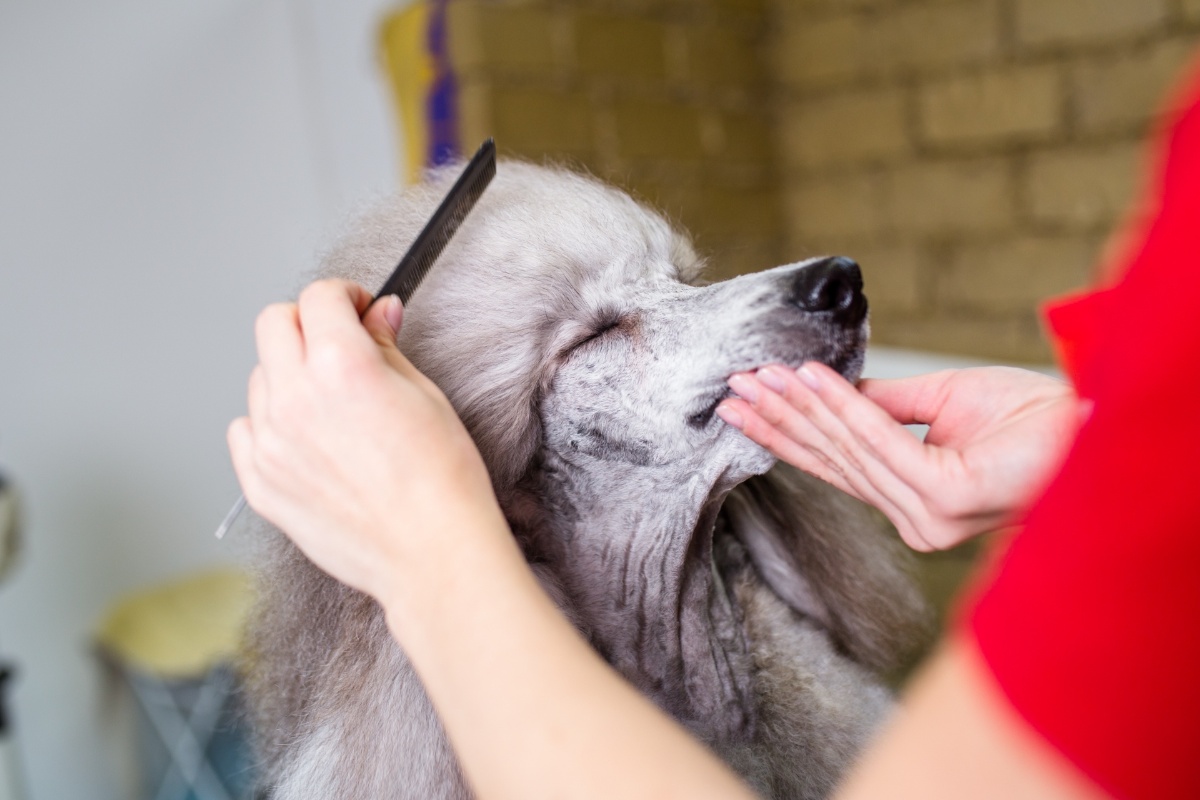 愛犬の心身の健康としつけを一つの施設で専門的にサポート