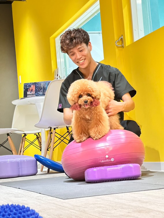 専門家によるパテラケア！愛犬のための安心・安全なリハビリ方法
