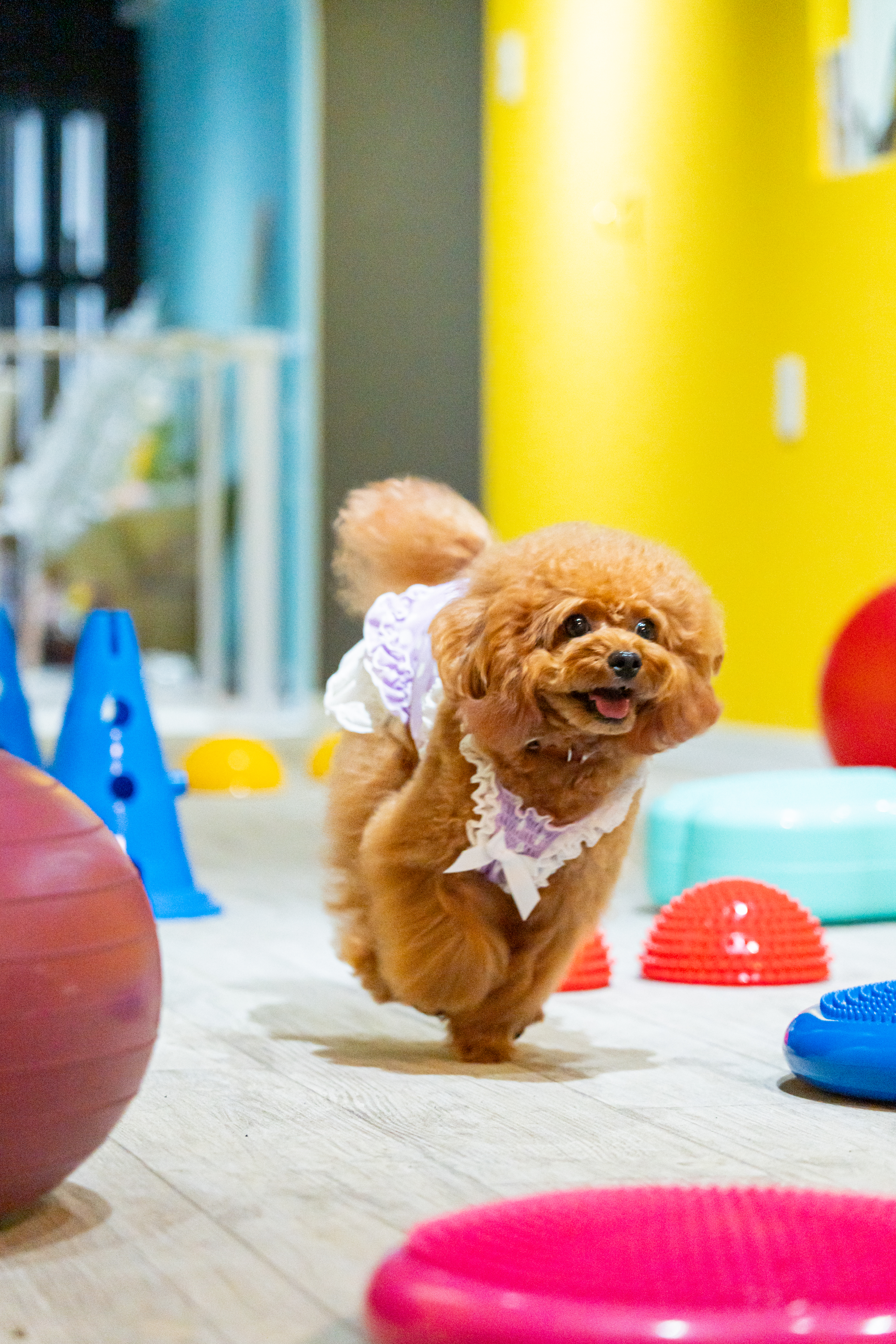 運動不足からくる問題行動対策｜京都で犬のしつけならわんコレHOUSE
