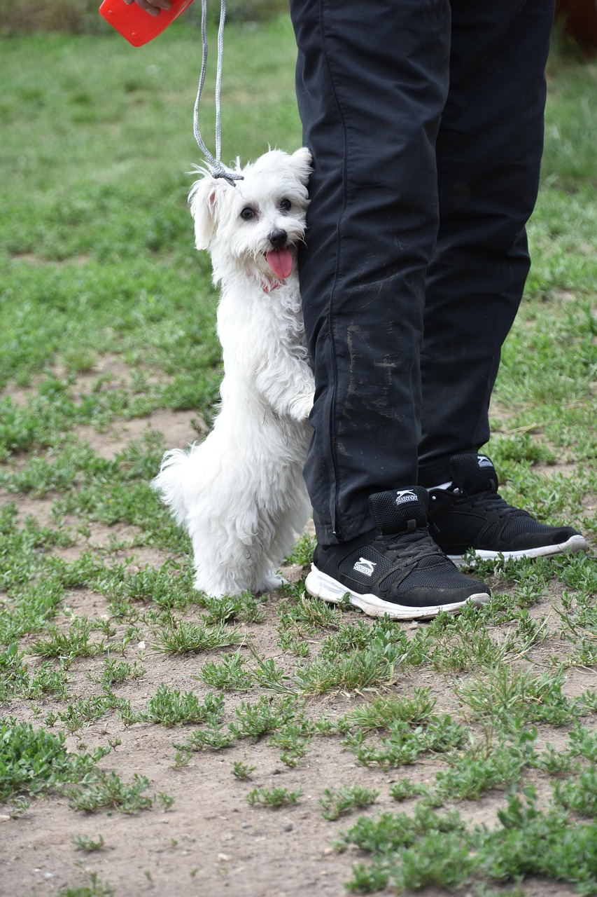 子犬のしつけ教室 よくある質問