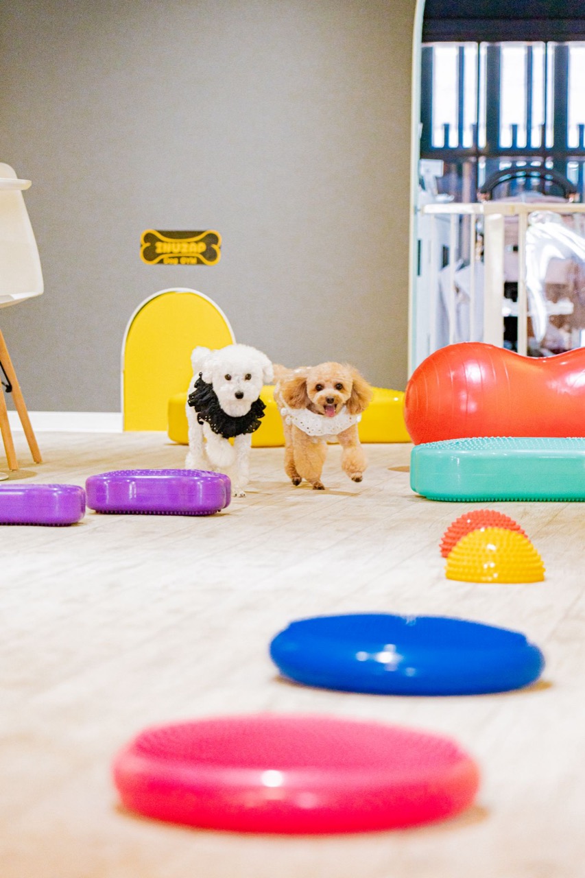 INUZAPで他の犬と過ごす子犬たち